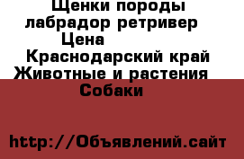 Щенки породы лабрадор ретривер › Цена ­ 20 000 - Краснодарский край Животные и растения » Собаки   